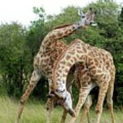 Male Giraffes Fighting Art Print
