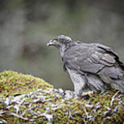 Male Goshawk Art Print