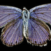 Male Karner Blue Butterfly Art Print