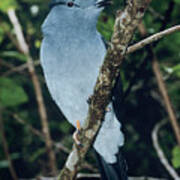 Male Madagascar Cuckoo Roller Art Print
