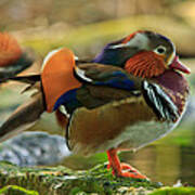 Male Mandarin Duck On A Rock Art Print