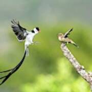 Male Pin-tailed Whydah In Mating Display Art Print