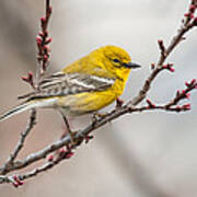 Male Pine Warbler 2 Art Print