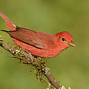 Male Summer Tanager  Texas Art Print