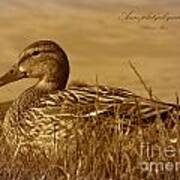 Mallard Art Print