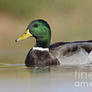 Mallard Art Print