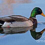 Mallard Duck In Sterne Lake Art Print