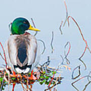 Mallard Art Print