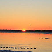 Mallards At Sunrise Art Print