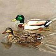 Mallards Art Print