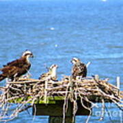 Mama Osprey And Her Babies Art Print