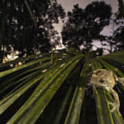 Manaus Slender-legged Treefrog Art Print