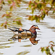 Mandarin Duck Reflection Art Print