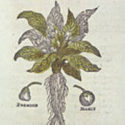 Mandrake Plant Art Print