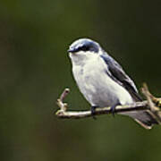 Mangrove Swallow - Tachycineta Albilinea Art Print