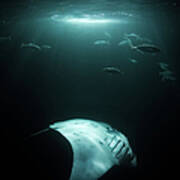 Manta Ray Swims Under Light At Night Art Print