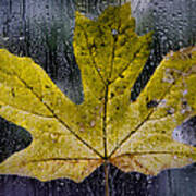 Maple Leaf In The Morning Rain Art Print