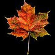 Maple Leaf Art Print