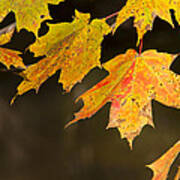 Maple Leaves In Autumn Art Print