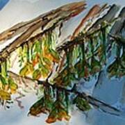 Maple Tree Buds Art Print