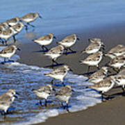 March Of The Sandpipers Art Print