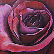 March Rose Art Print