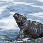 Marine Iguana Academy Bay Galapagos Art Print