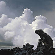 Marine Iguana And Steam From New Lava Art Print