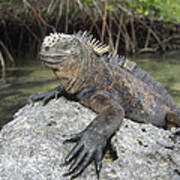 Marine Iguana Clings To Lava Rock Art Print