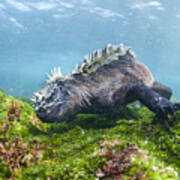Marine Iguana Feeding On Algae Punta Art Print