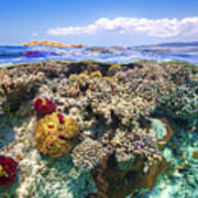 Mayotte : The Reef Art Print