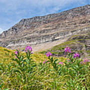 Meadow Of Fireweed Below The Continental Divide Art Print
