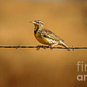 Meadowlark And Barbed Wire Art Print