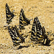 Merced Swallowtails Art Print
