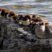 Merganser Family Art Print