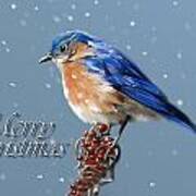 Merry Christmas - Bluebird Art Print