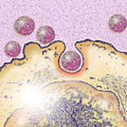 Mers Infecting Non-ciliated Epithelial Art Print