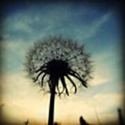 #mgmarts #dandelion #weed #sunset #sun Art Print