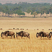 Migration Of Wildebeest Art Print