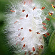 Milkweed Explosion Art Print