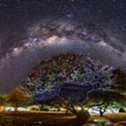Milky Way Over An Acacia Tree Art Print