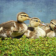 Mini Quackers 2 Art Print