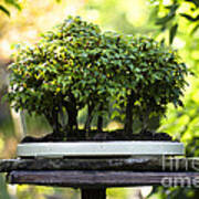 Miniature Green Forest Bonsai Art Print
