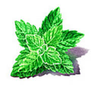 Mint Leaves Art Print