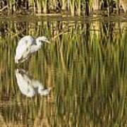 Mirrored White Egret Art Print