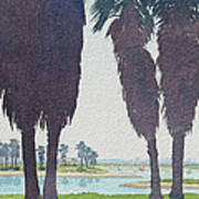Mission Bay Park With Palms Art Print