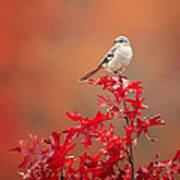 Mockingbird Autumn Art Print