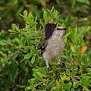 Mockingbird In Tree Art Print