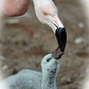 Mommy Flamingo Feeding Her Baby Art Print