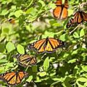 Monarch Butterflies Art Print